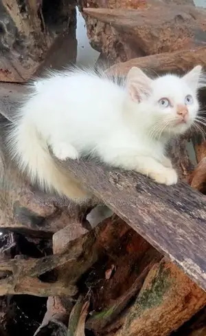 Persian Cats