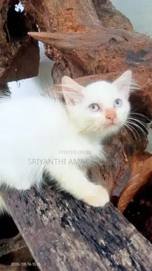 Persian Cats
