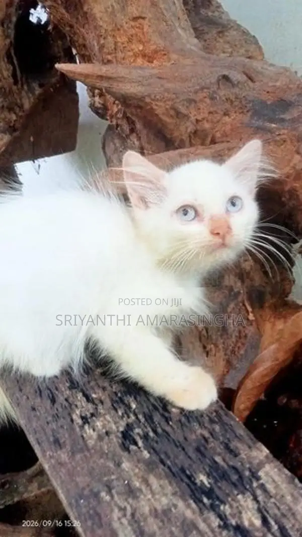 Persian Cats