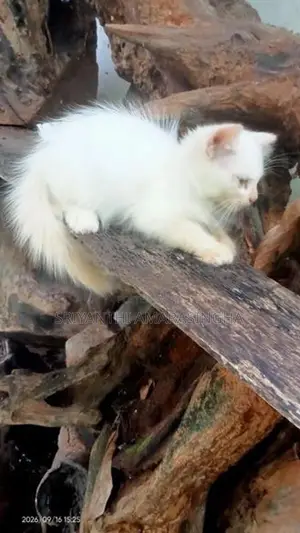 Persian Cats