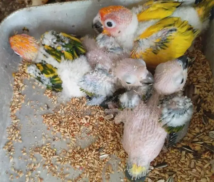 Sun Conure Chicks