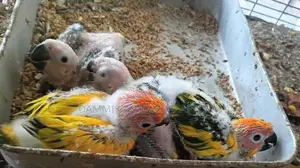 Sun Conure Chicks