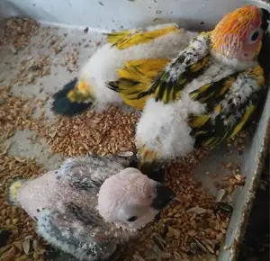 Sun Conure Chicks