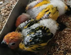 Sun Conure Chicks