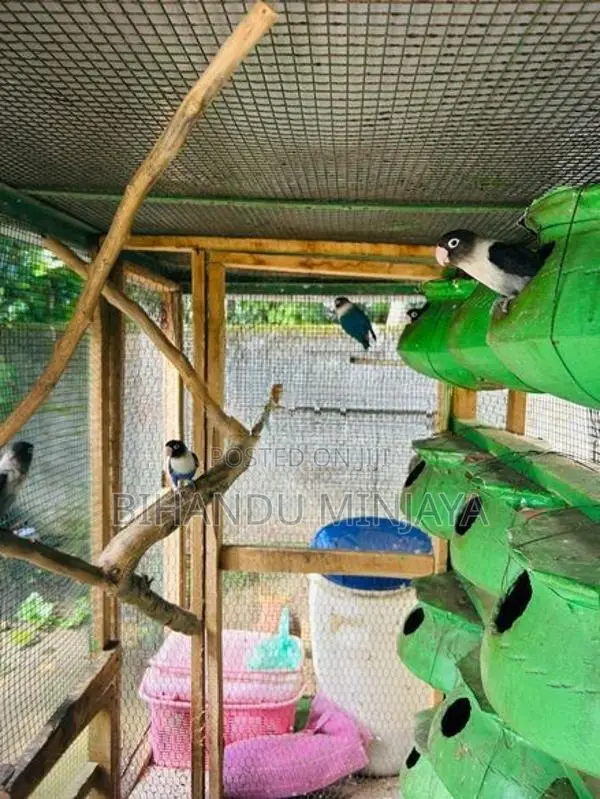 African Love Birds With Cage