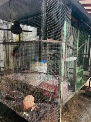 African Love Birds With Cage