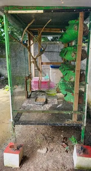 African Love Birds With Cage