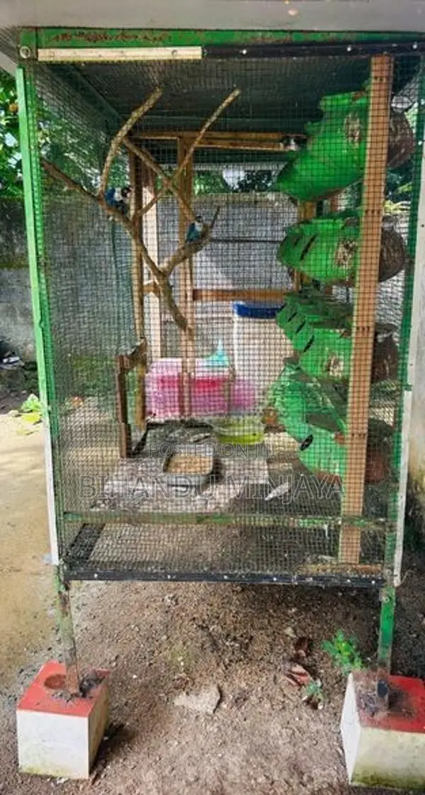 African Love Birds With Cage
