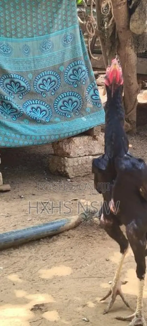 Velladiyan Rooster