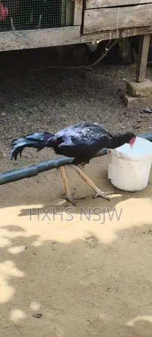 Velladiyan Rooster