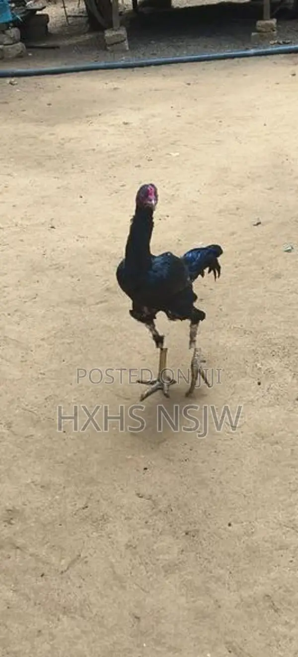 Velladiyan Rooster