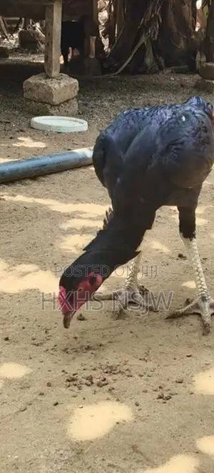 Velladiyan Rooster