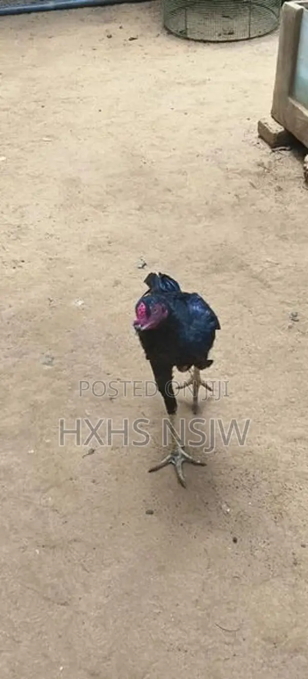 Velladiyan Rooster