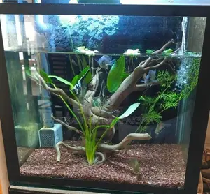 Planted Fish Tank