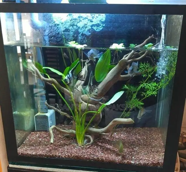 Planted Fish Tank