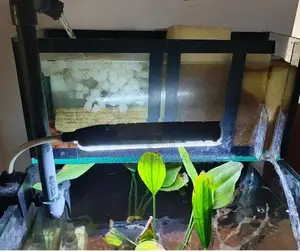 Planted Fish Tank