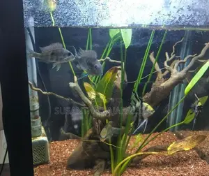Planted Fish Tank