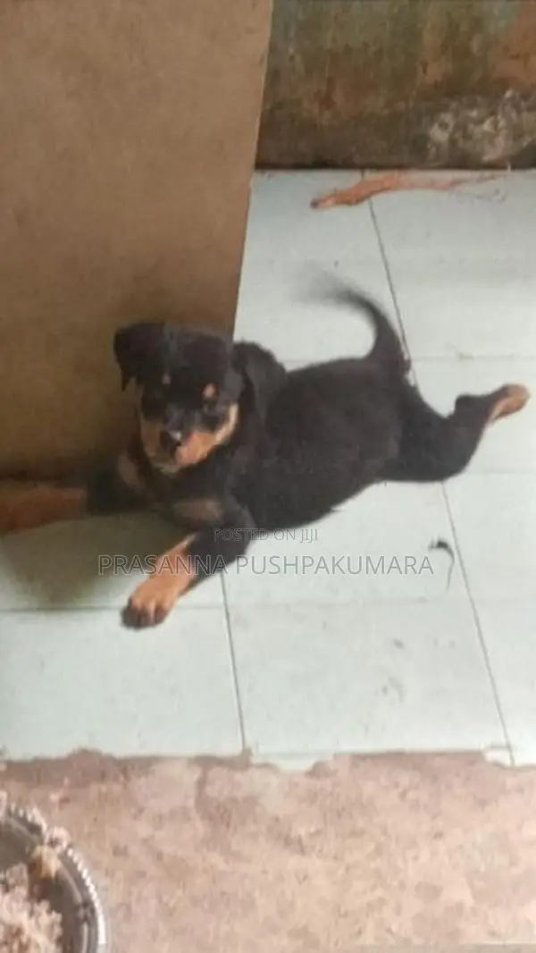 Rottweiler Puppy