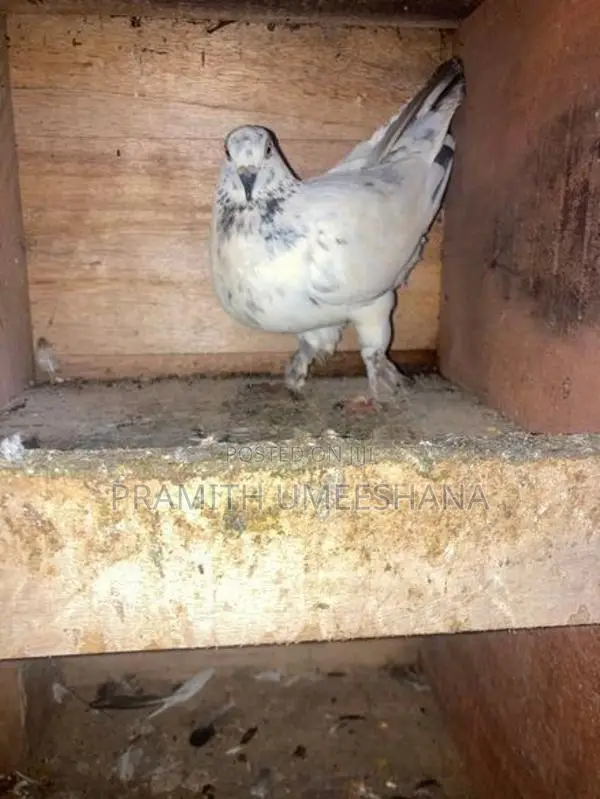 පරවියන්