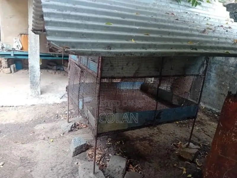 Kolikkoodu