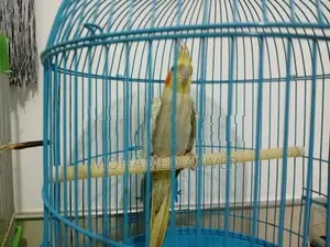 Cockatiel