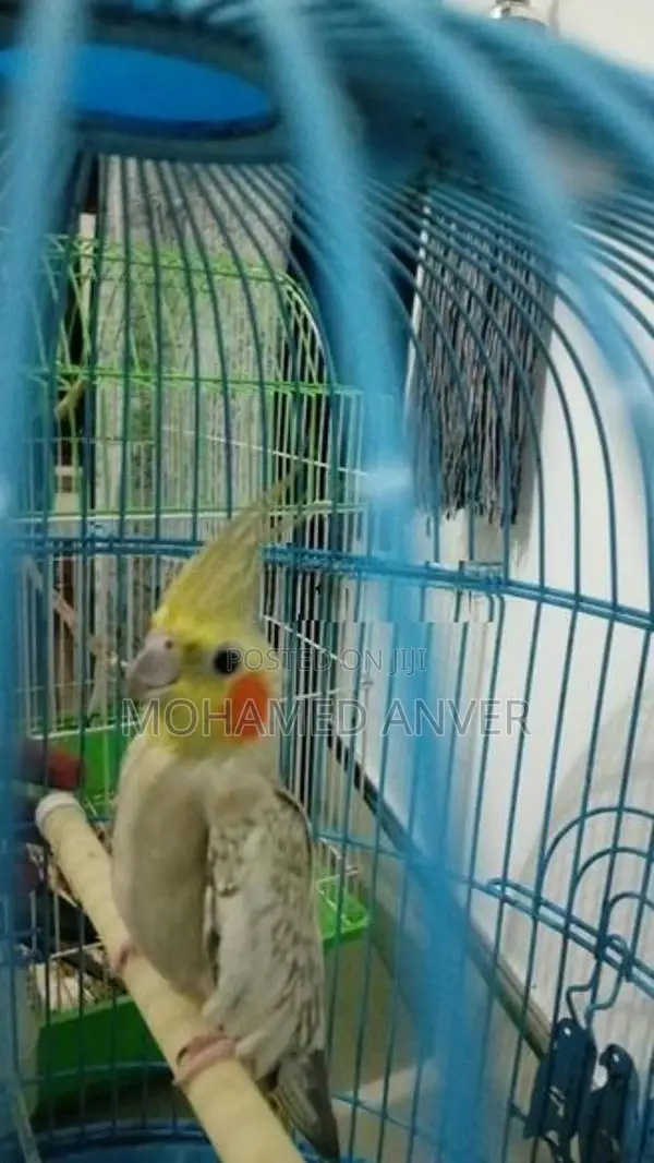 Cockatiel Birds