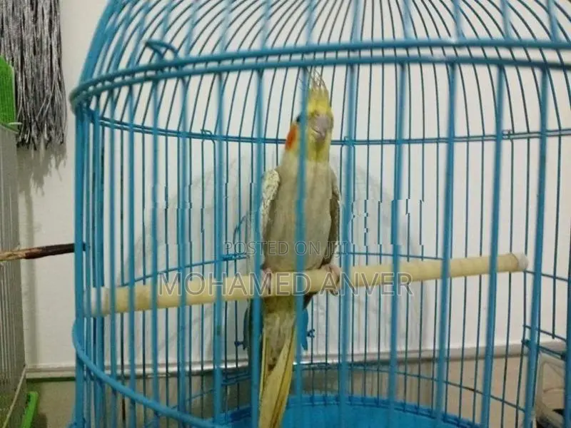 Cockatiel Birds