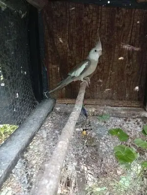 Cockatiel Birds