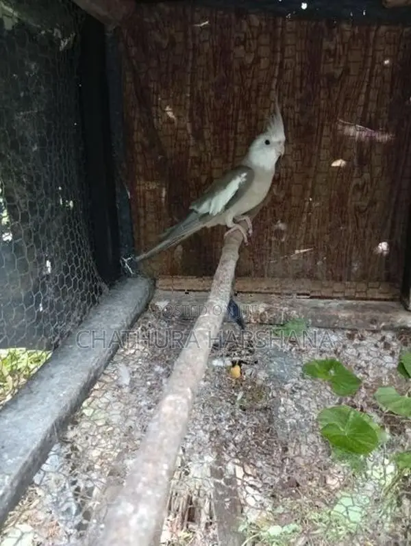 Cockatiel Birds