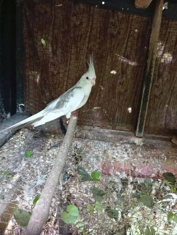 Cockatiel Birds