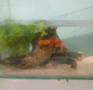 Crayfish
