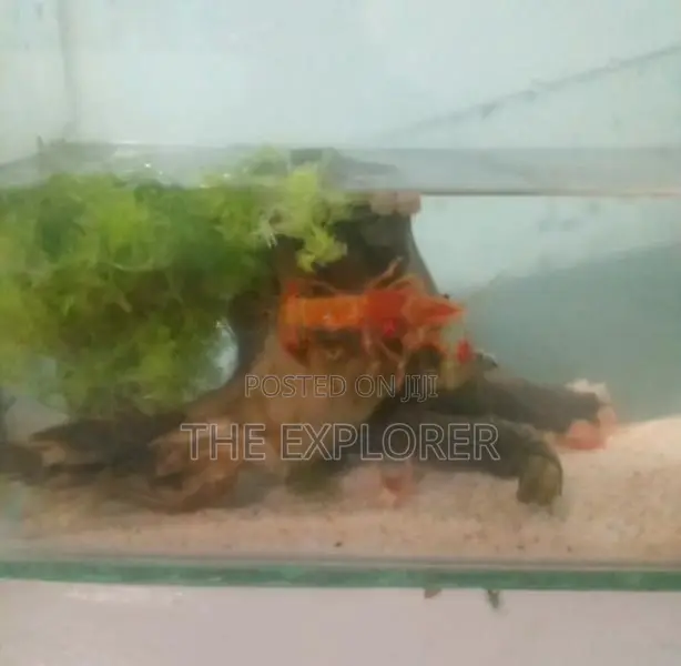 Crayfish
