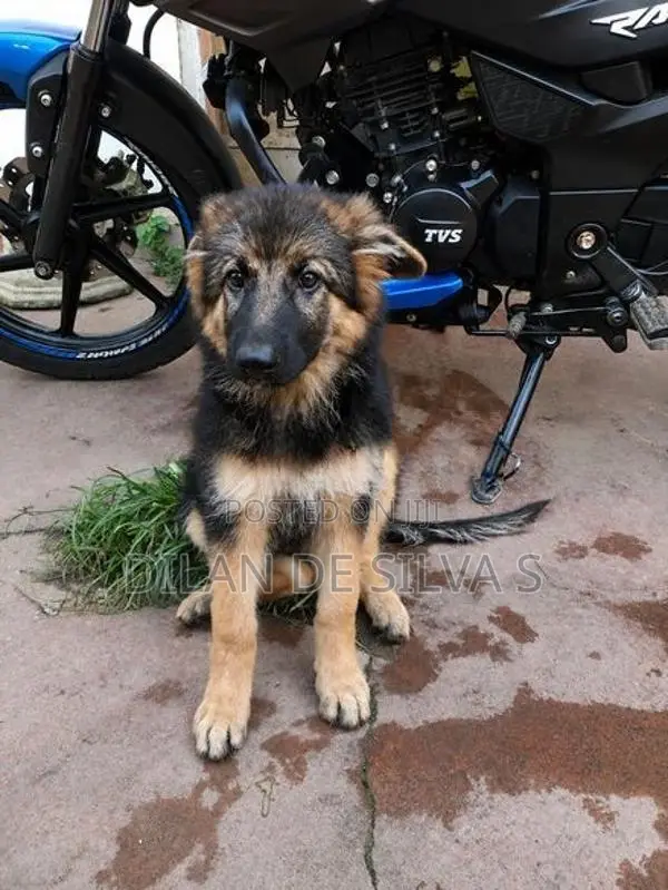 German Shepherds Puppies