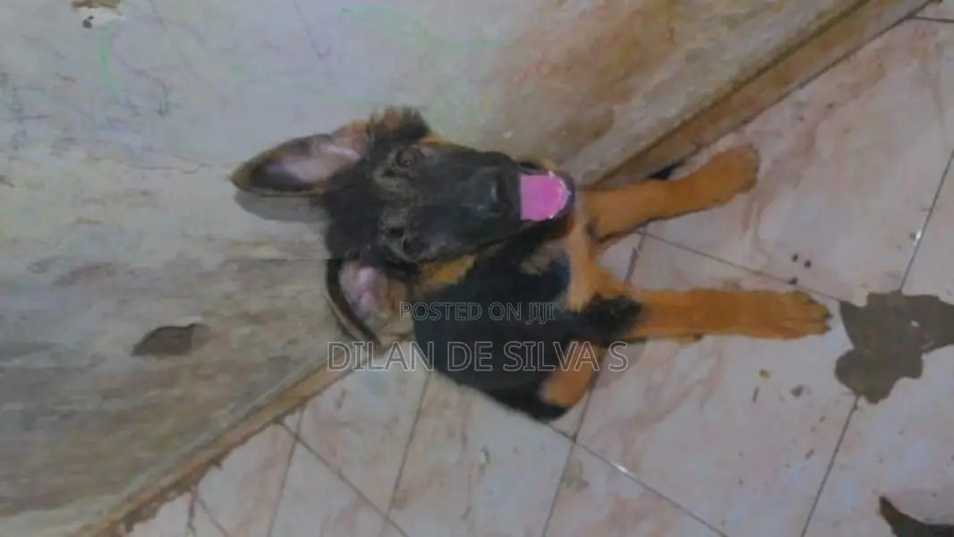 German Shepherds Puppies