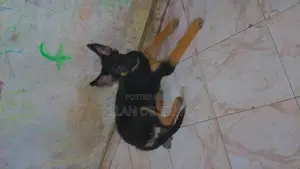 German Shepherds Puppies