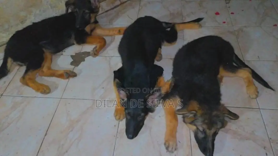 German Shepherds Puppies