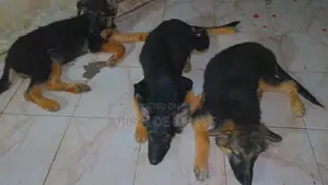 German Shepherds Puppies