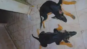 German Shepherds Puppies