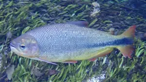 Bryconhilarii Fish