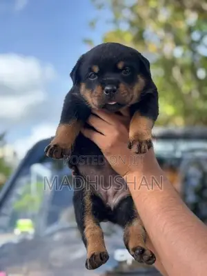 Rottweiler Female