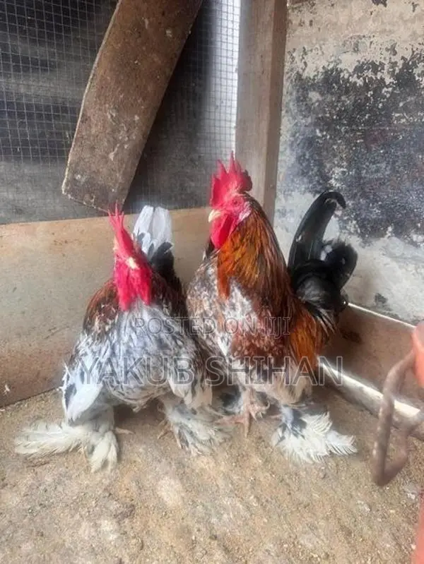 Roosters
