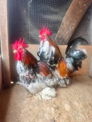 Roosters