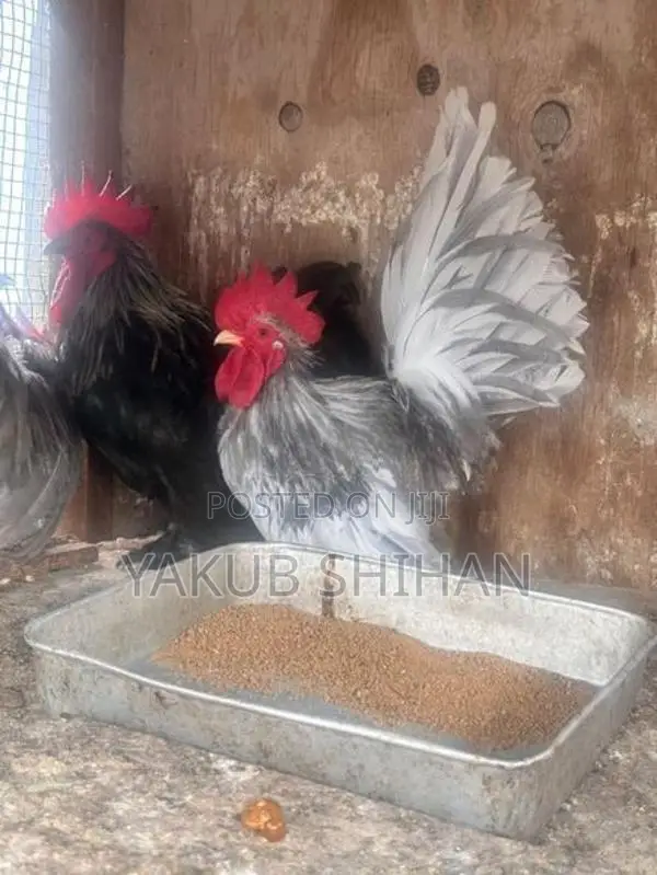 Roosters