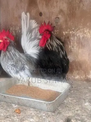 Roosters