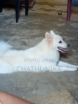 Lion Pomeranian Dog