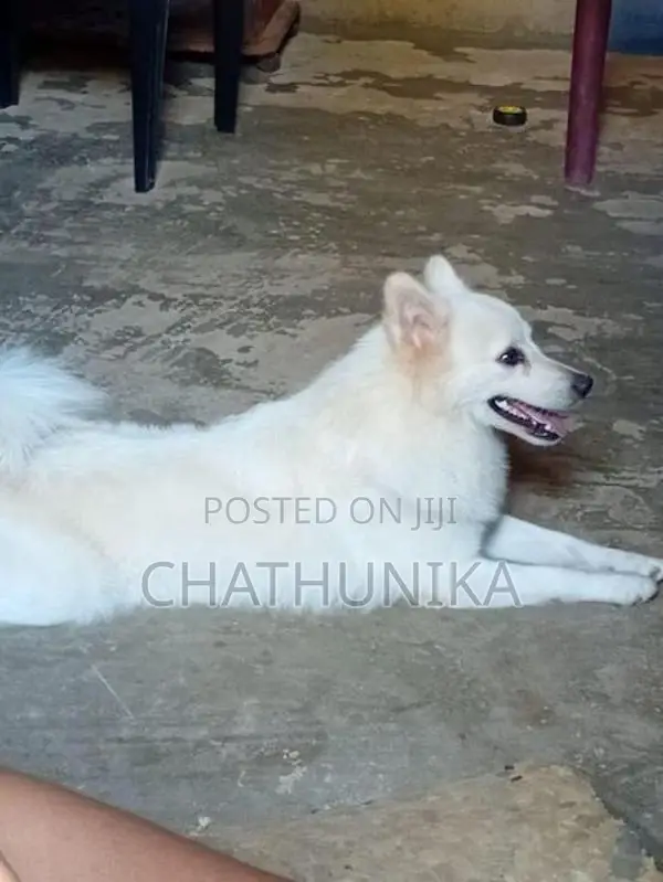 Lion Pomeranian Dog