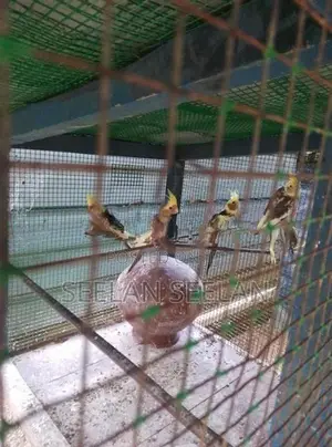 Cockatiel Birds