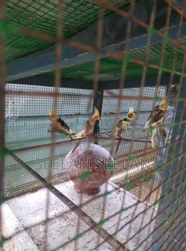 Cockatiel Birds