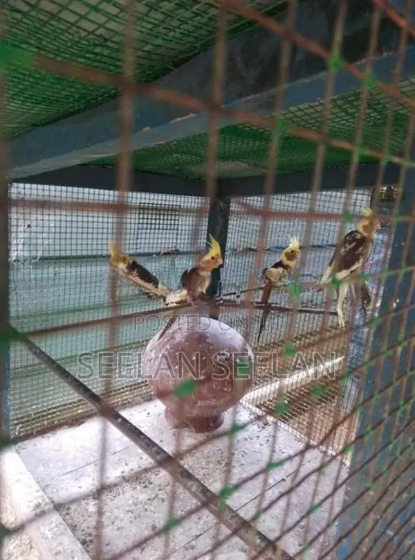 Cockatiel Birds