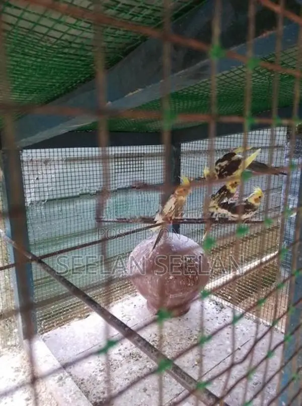 Cockatiel Birds
